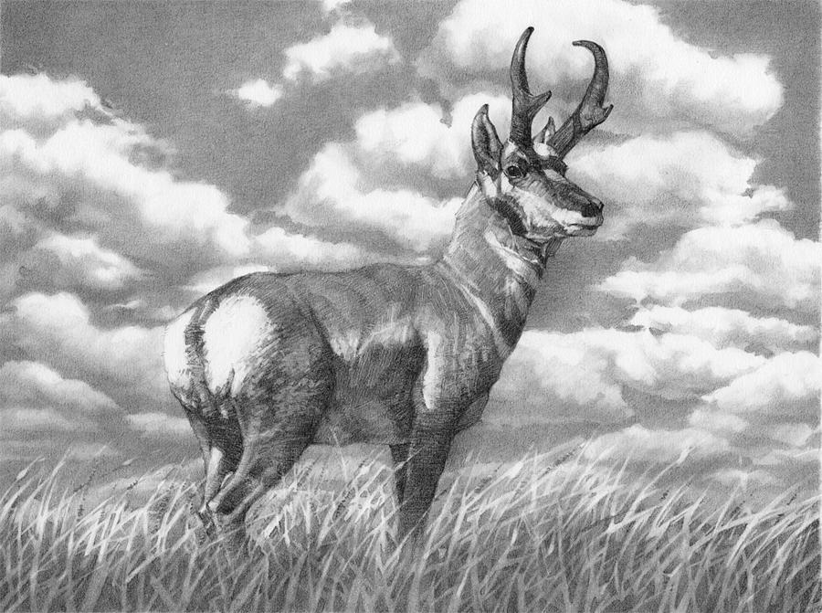 Pencil Drawing Wyoming Pronghorn Antelope Drawing