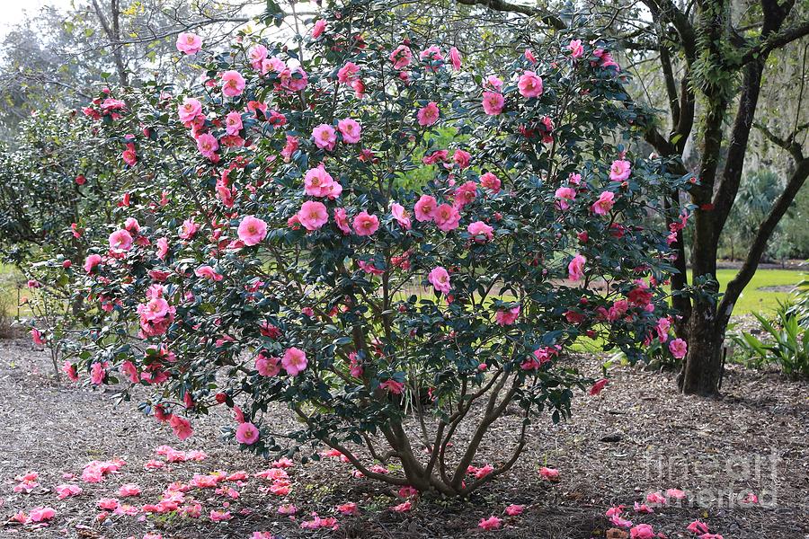 Pink Camellia Tree Photograph by Carol Groenen