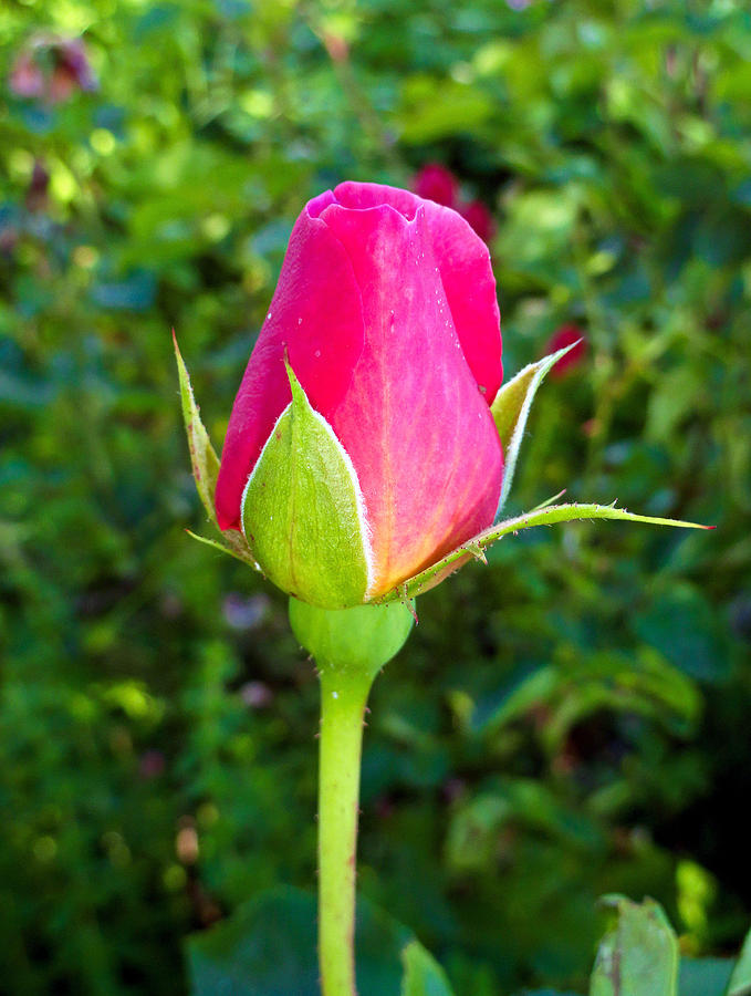 Pink Rose Bud Photograph By Robert Meyers Lussier