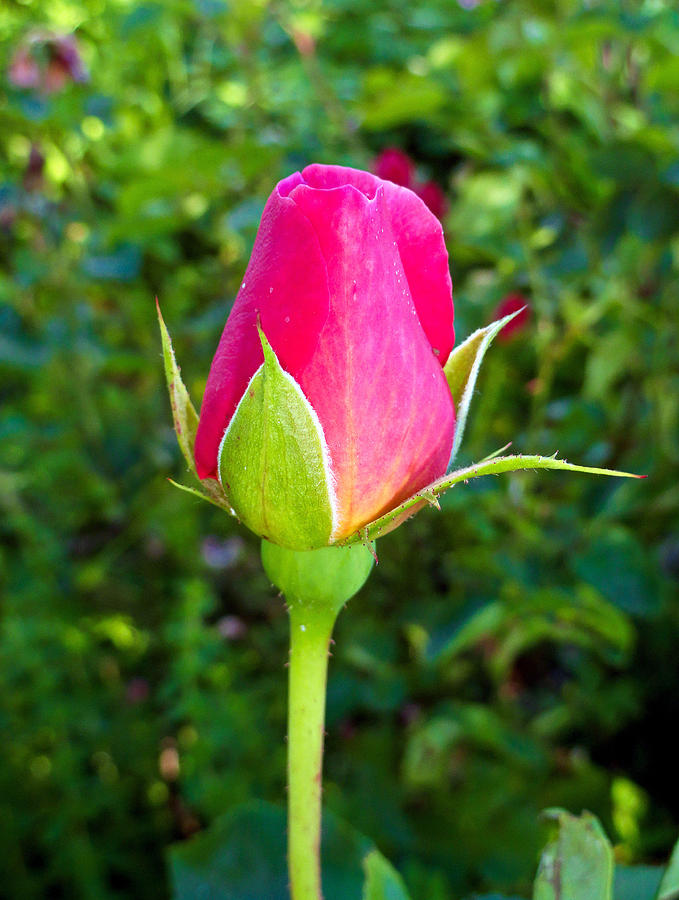 Pink Rose Bud Photograph By Robert Meyers Lussier 9499