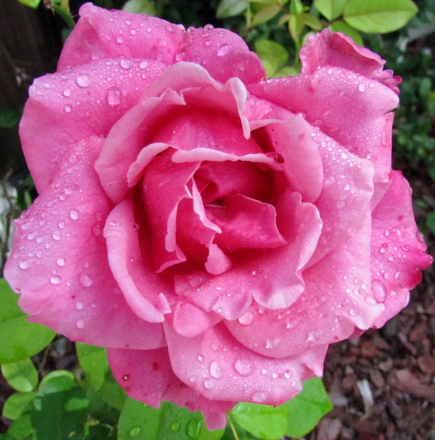  - pink-rose-with-dewdrops-michele-napier-berg