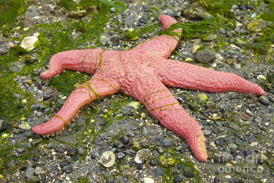 jellycat pink starfish