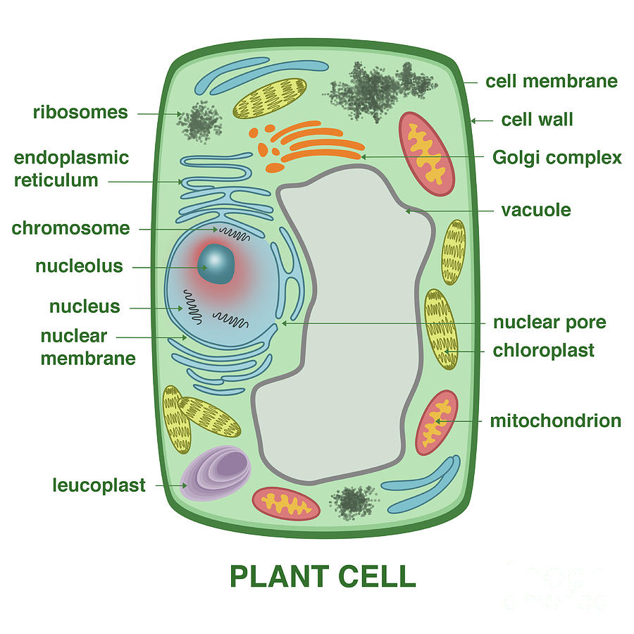 plant cell labeled