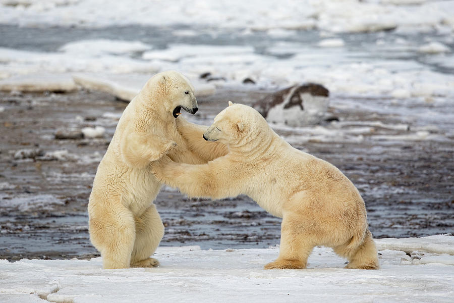 Polar Bears Photograph By Alessandro Catta Fine Art America