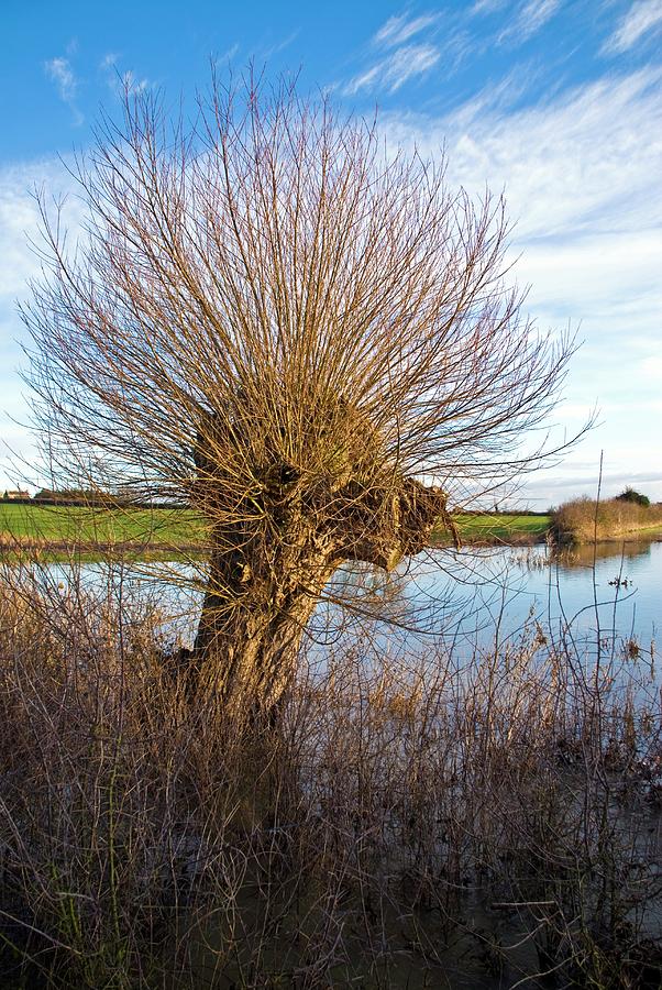 Pollarded Willow Tree By Clouds Hill Imaging Ltd Science Photo Library