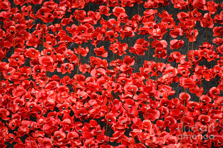 remembrance poppy wallpaper remembrance poppy wallpaper