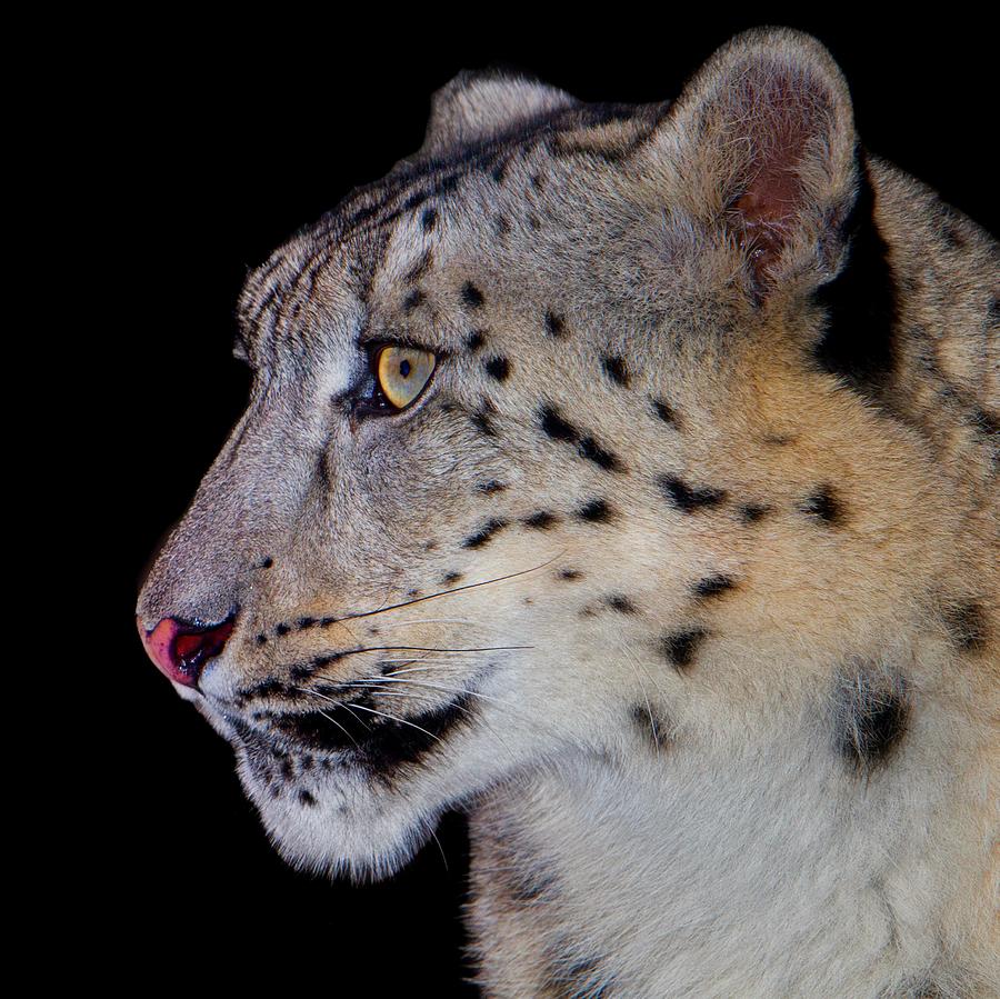  - portrait-ii-of-a-snow-leopard-john-absher