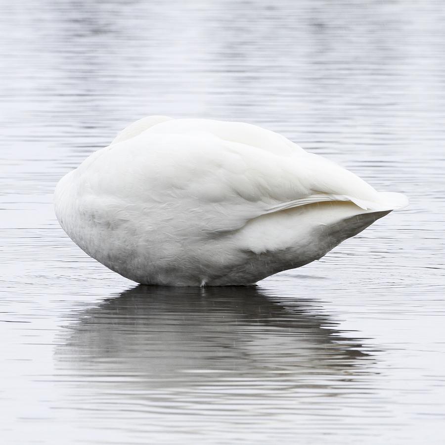  - portrait-of-a-whooper-swan-jukka-palm