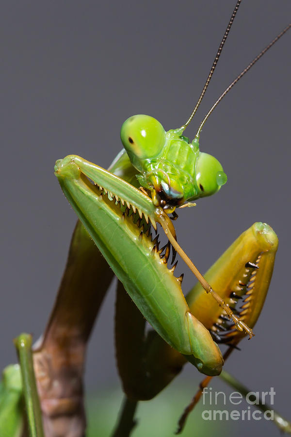  - praying-mantis-cleaning-up-joerg-gundlach