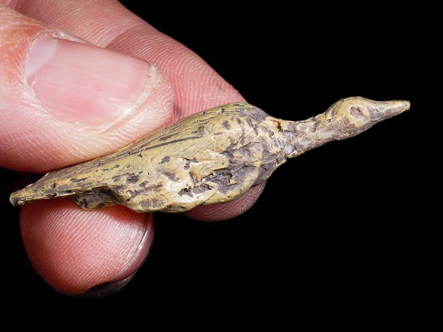 Prehistoric Carved Bird Hohle Fels Cave Photograph By Science Photo