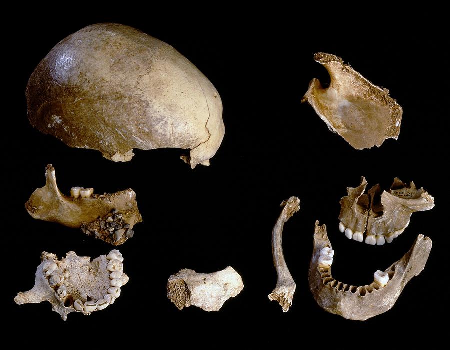 skull and bones members