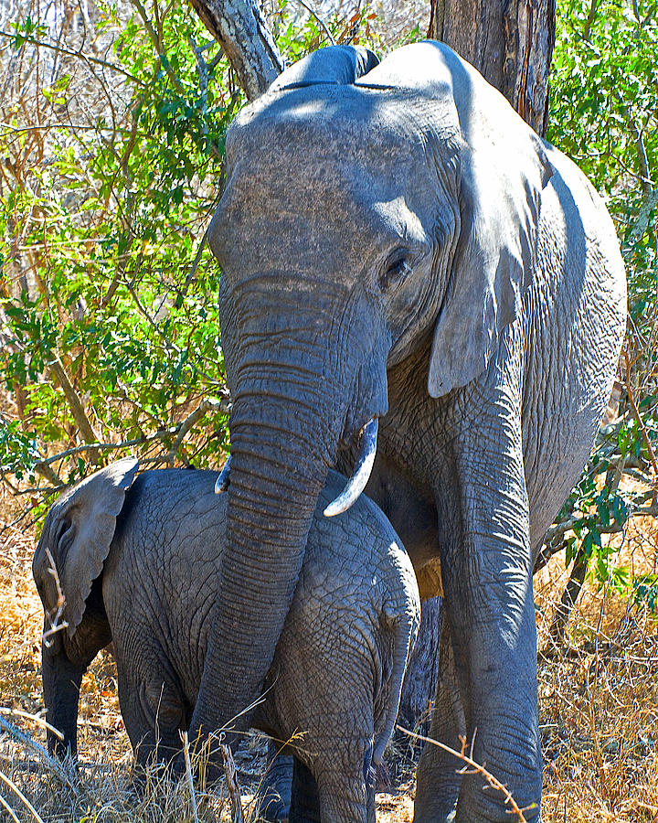 Protective Mother Elephant In Kruger National Park South Africa