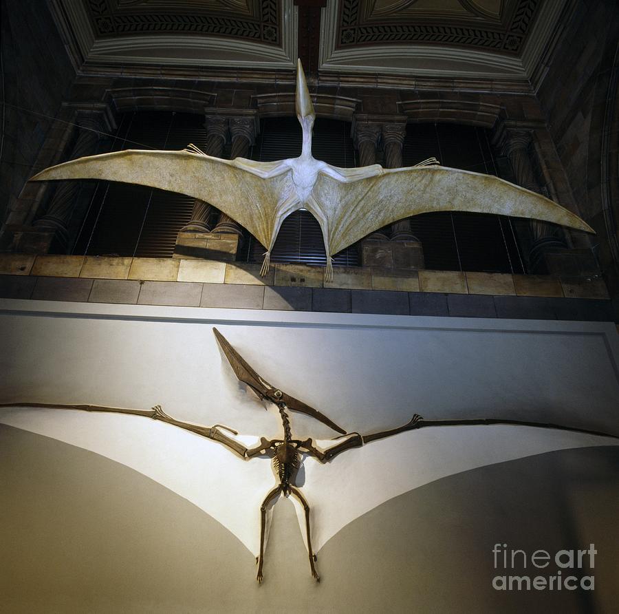 Pteranodon Flying Reptile Museum Models Photograph By Natural History