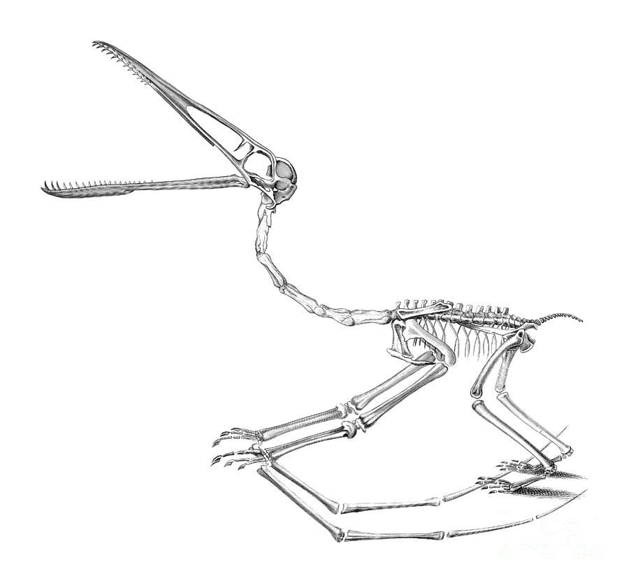 pterodactyl bones