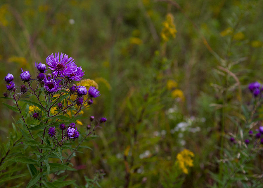 Purple And Yellow Photograph By Tim Fitzwater Fine Art America