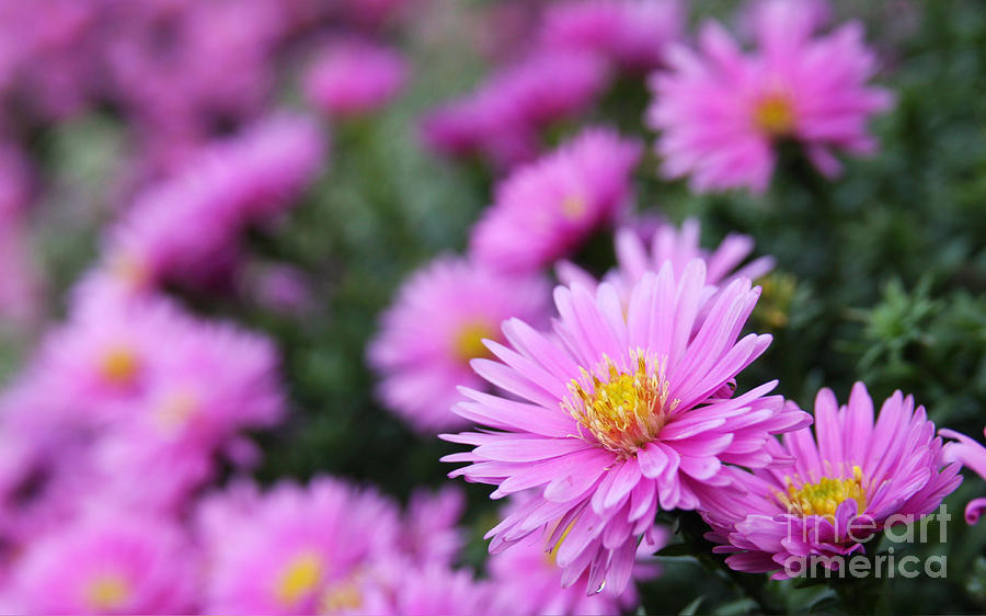 Purple Camomile Photograph By Jolanta Meskauskiene Fine Art America