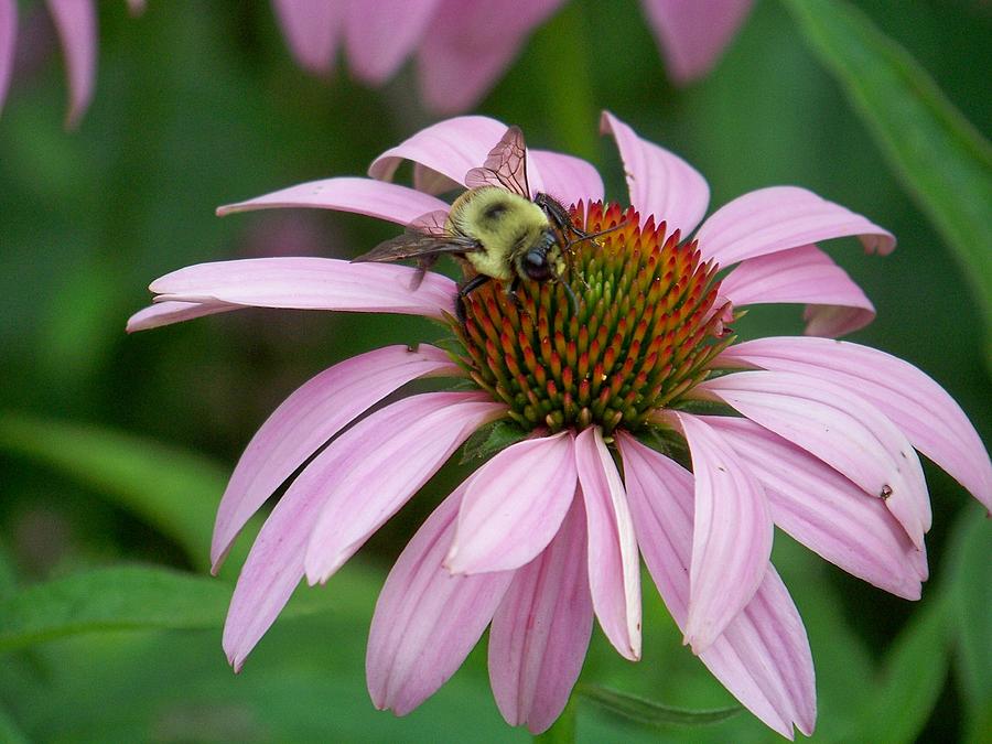 Purple Coneflower Photograph By Laurie Groh Radcliffe Fine Art America