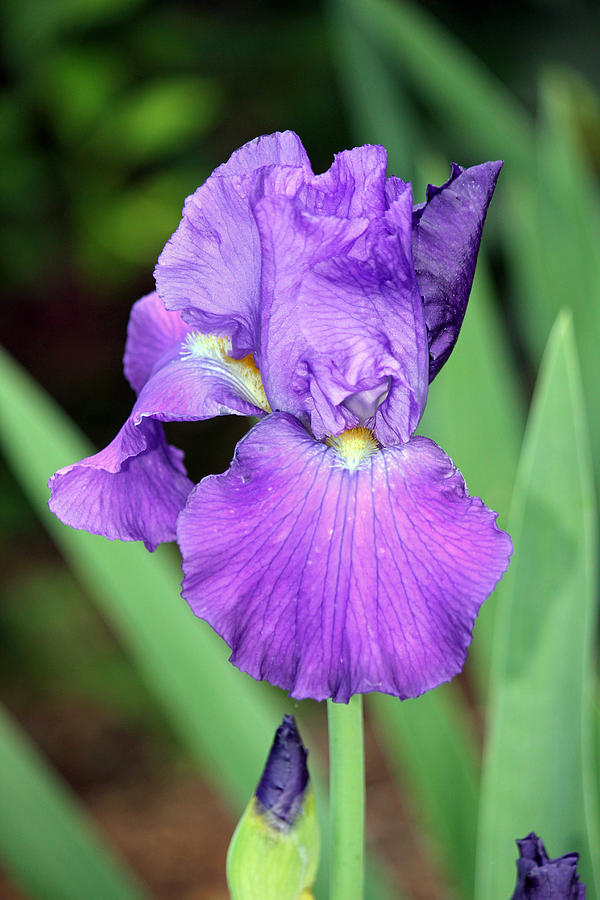  - purple-iris-ann-hernandez
