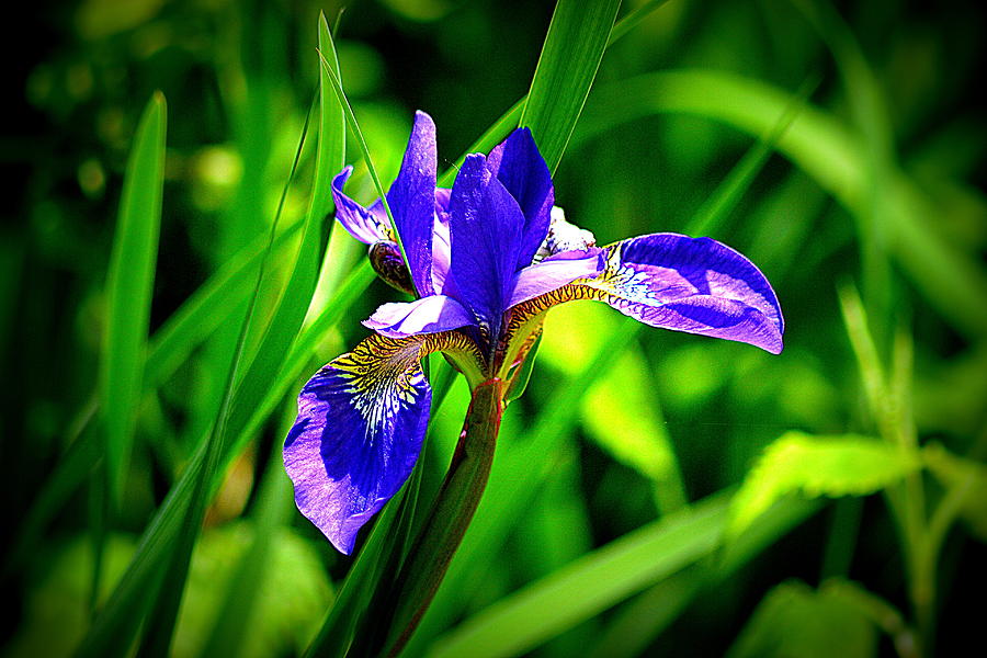  - purple-iris-lisa-jaworski