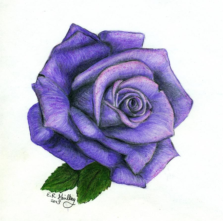 Purple Rose Drawing images