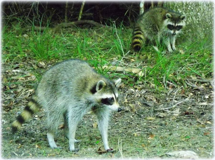raccon on guard 1 photograph by sheri mcleroy raccon on guard 1 photograph by sheri mcleroy