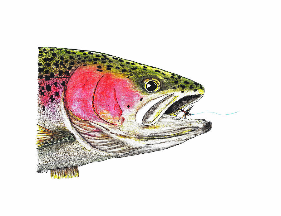 Rainbow Trout Head Study Drawing by Tim Shoales