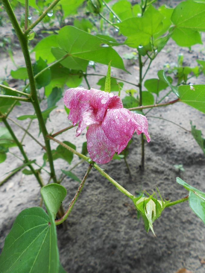  - raindrops-14-blooming-cotton-series-8-5-2012-dianna-jackson