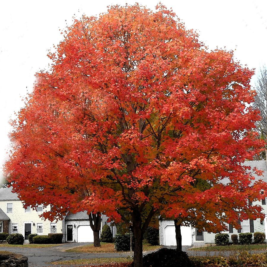 Really Red Maple Tree Photograph by Patricia Sundik