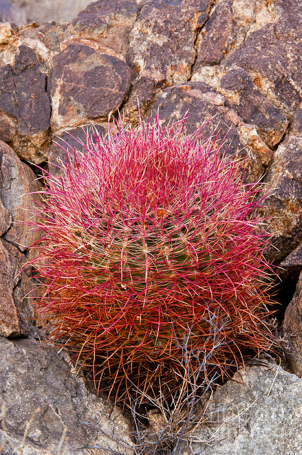 Red Barrel Cactus Photograph by Bob Phillips