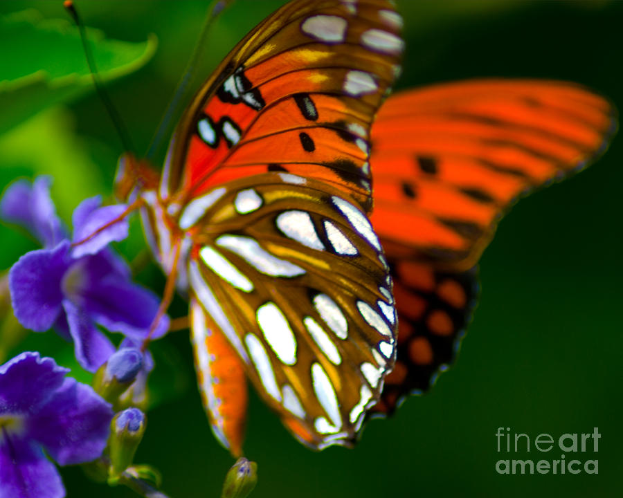  - red-butterfly-steve-whalen