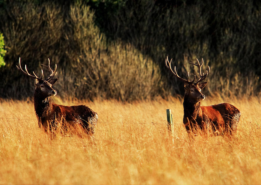 red-deer-stags-killarney-national-park-photograph