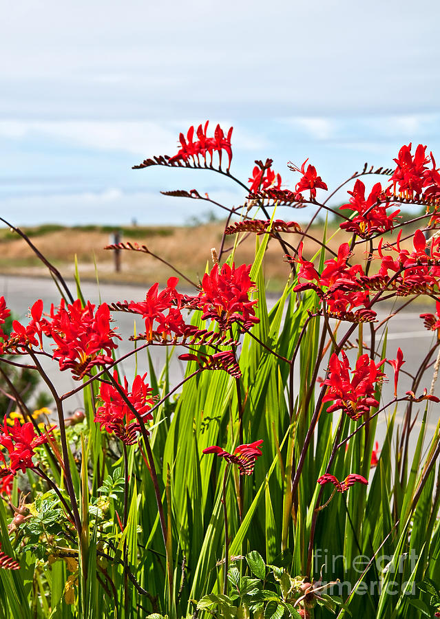 Red Flowers Crocosmia Lucifer Montbretia Plant Photograph by Valerie Garner