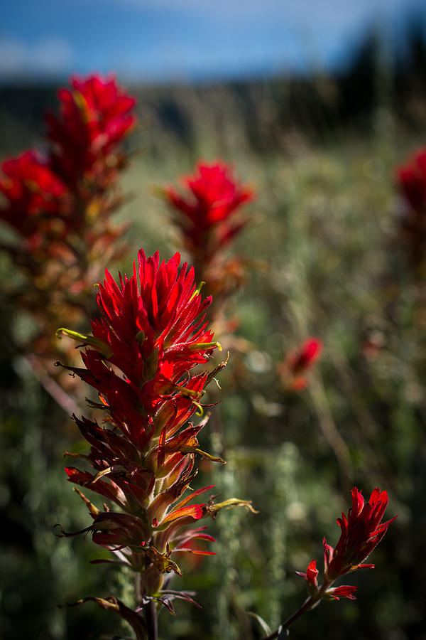 Red Indian Paintbrush Photograph By Alan Johnson Fine Art America