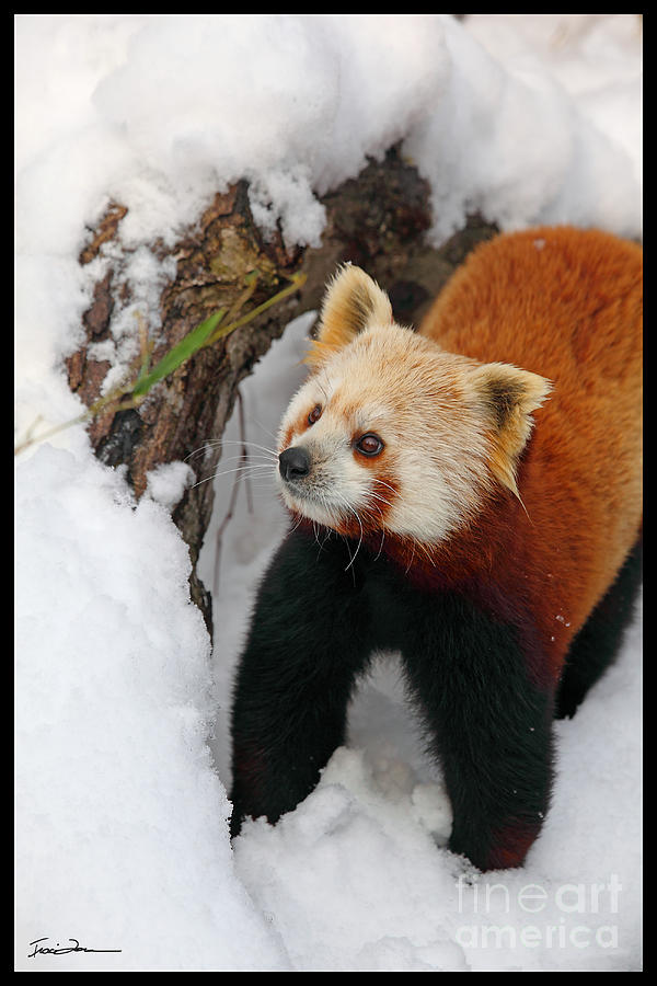 red panda snow