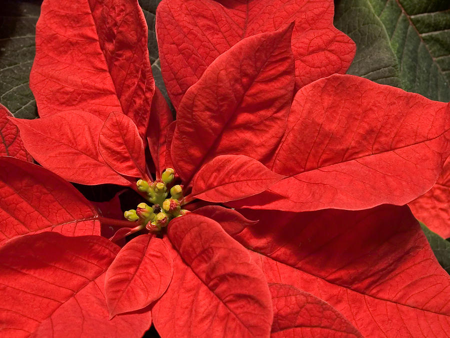  - red-poinsettia-plant-for-christmas-jane-mcilroy