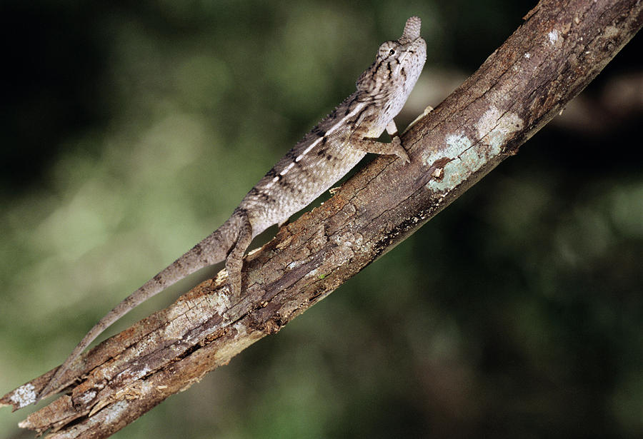 Rhinoceros Chameleon Photograph By Tony Camacho Science Photo Library