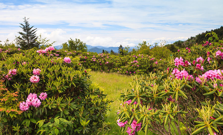  - rhododendrons-blue-ridge-roan-mountain-tennessee-carol-vandyke