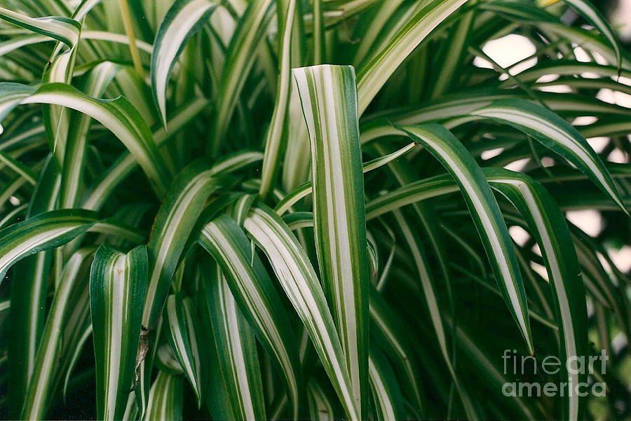 ribbon grass photograph by dan de ment ribbon grass photograph by dan de ment