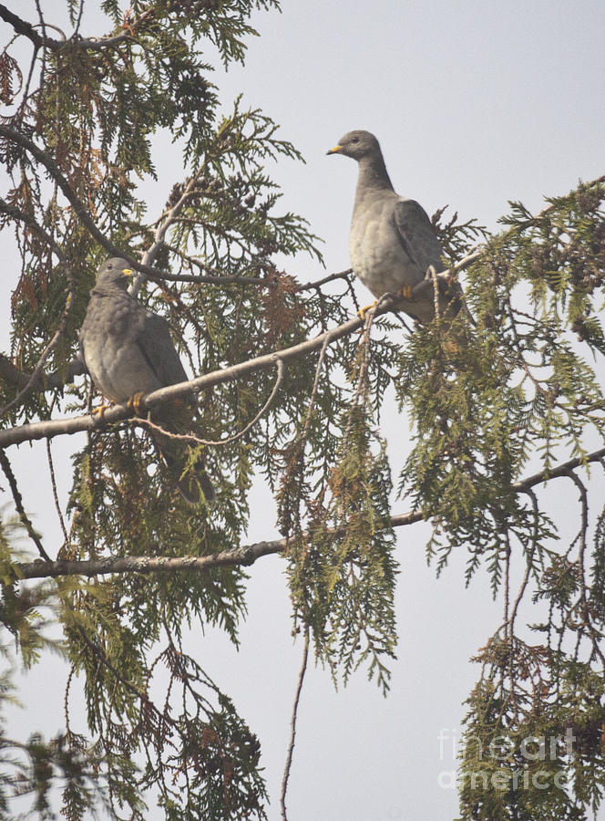 ring tailed dove photograph by graham foulkes ring tailed dove photograph by graham foulkes