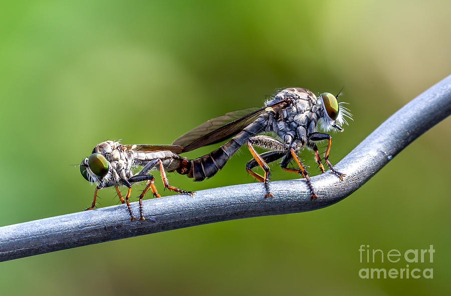  - robber-fly-joerg-gundlach