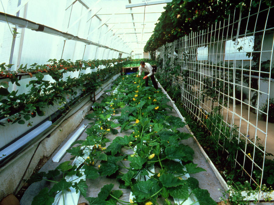 Robert Irvine With A Crop Of Courgettes Photograph By Simon Fraser