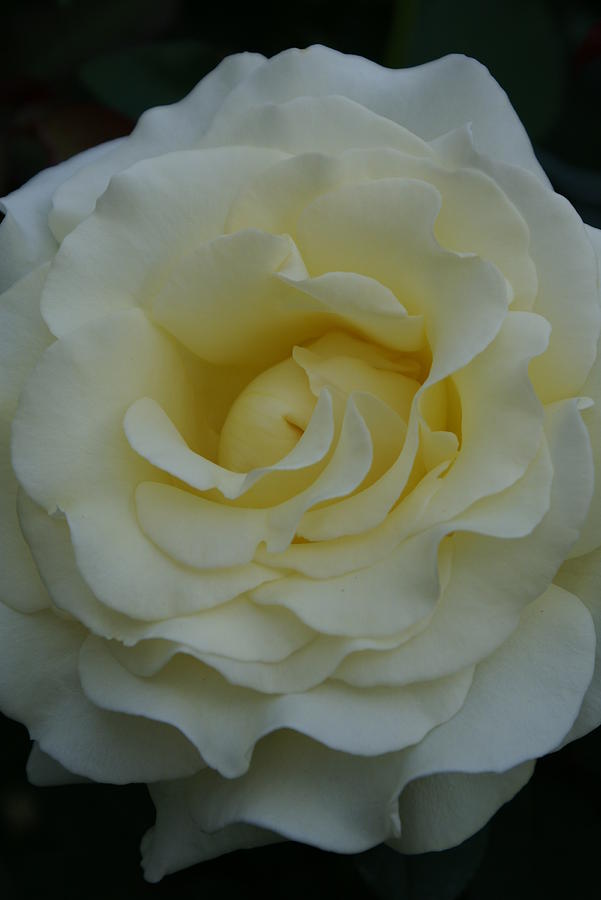  - rose-in-white-i-jacqueline-russell