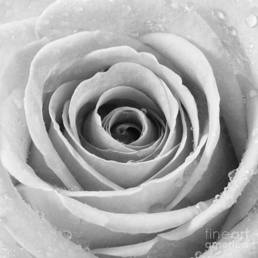 White Rose With Water Drops