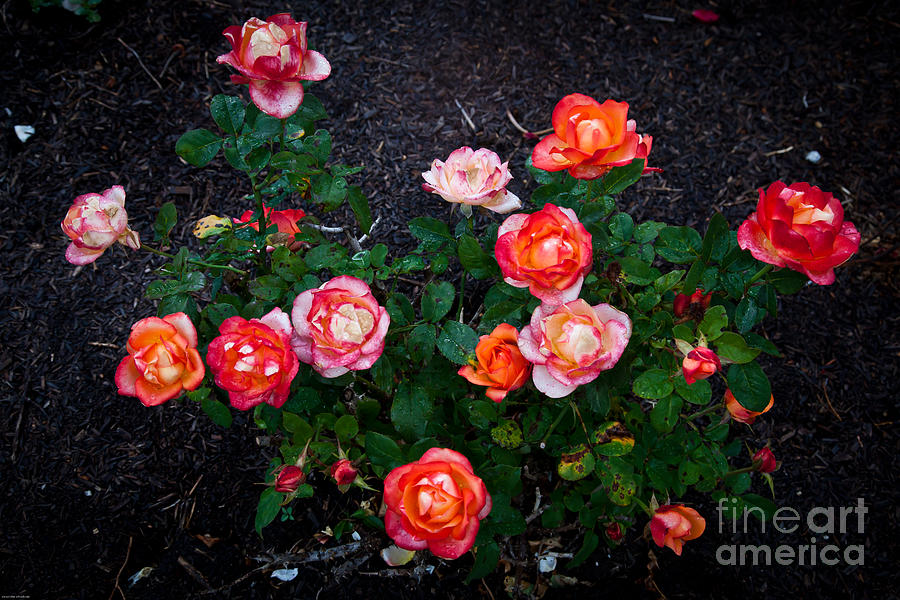 Roses Photograph By Alexander Whadcoat Fine Art America