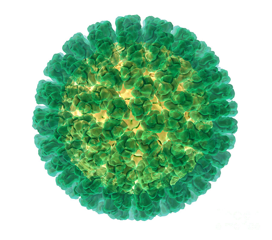 Rotavirus, Molecular Model Photograph by Evan Oto