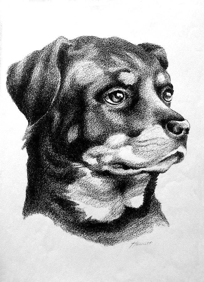 Rottweiler Devotion Drawing by Patricia Howitt