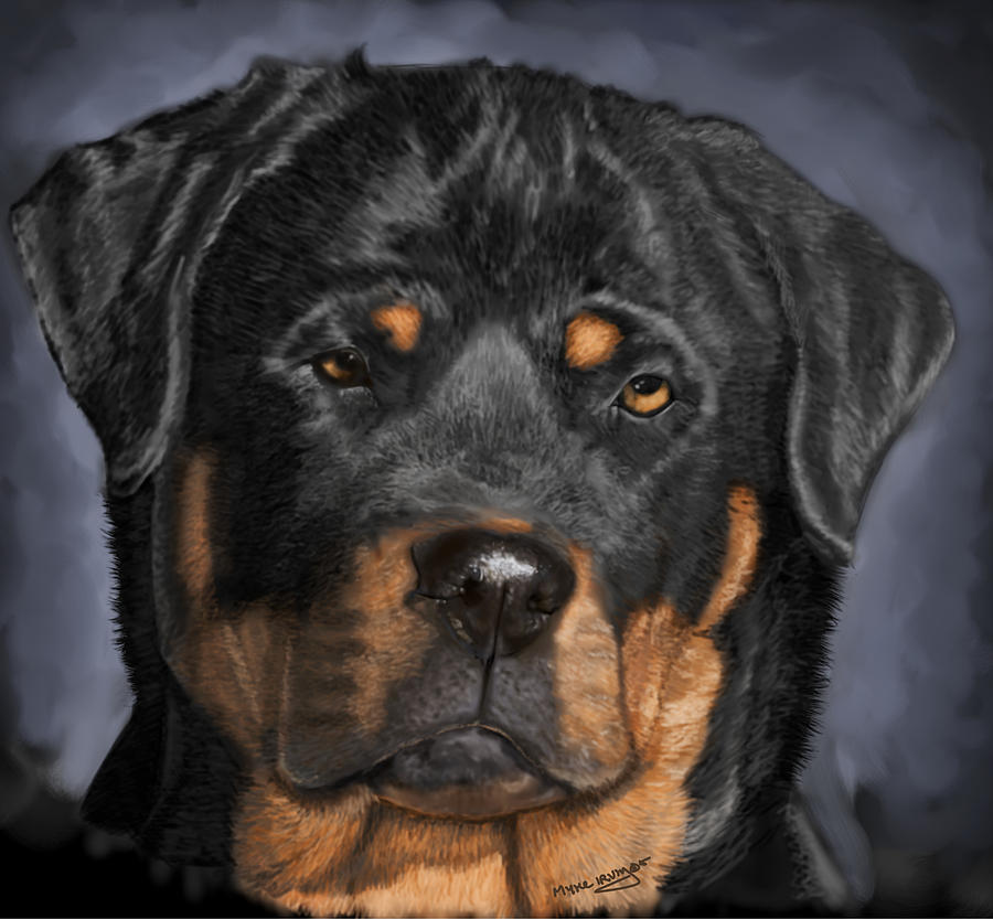 Rottweiler Drawing by Myke Irving