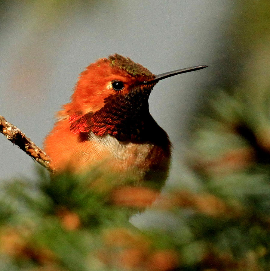 rufous hummingbird in kachemak bay alaska by rick and rufous hummingbird in kachemak bay alaska by rick and