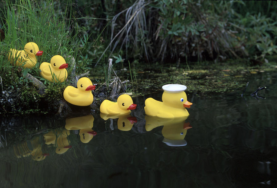 Rubber Ducks In A Row Pond Southcentral Photograph By Jeff Schultz