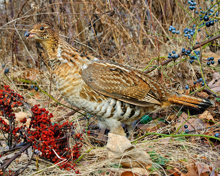 Ruffed Grouse Feeding On Greenbriar Berries Photograph by Timothy Flanigan